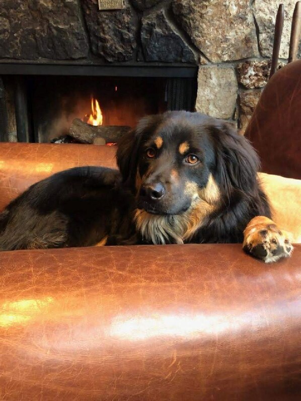 A dog lying on a leather couch in front of a fireplace with a stone wall backdrop.