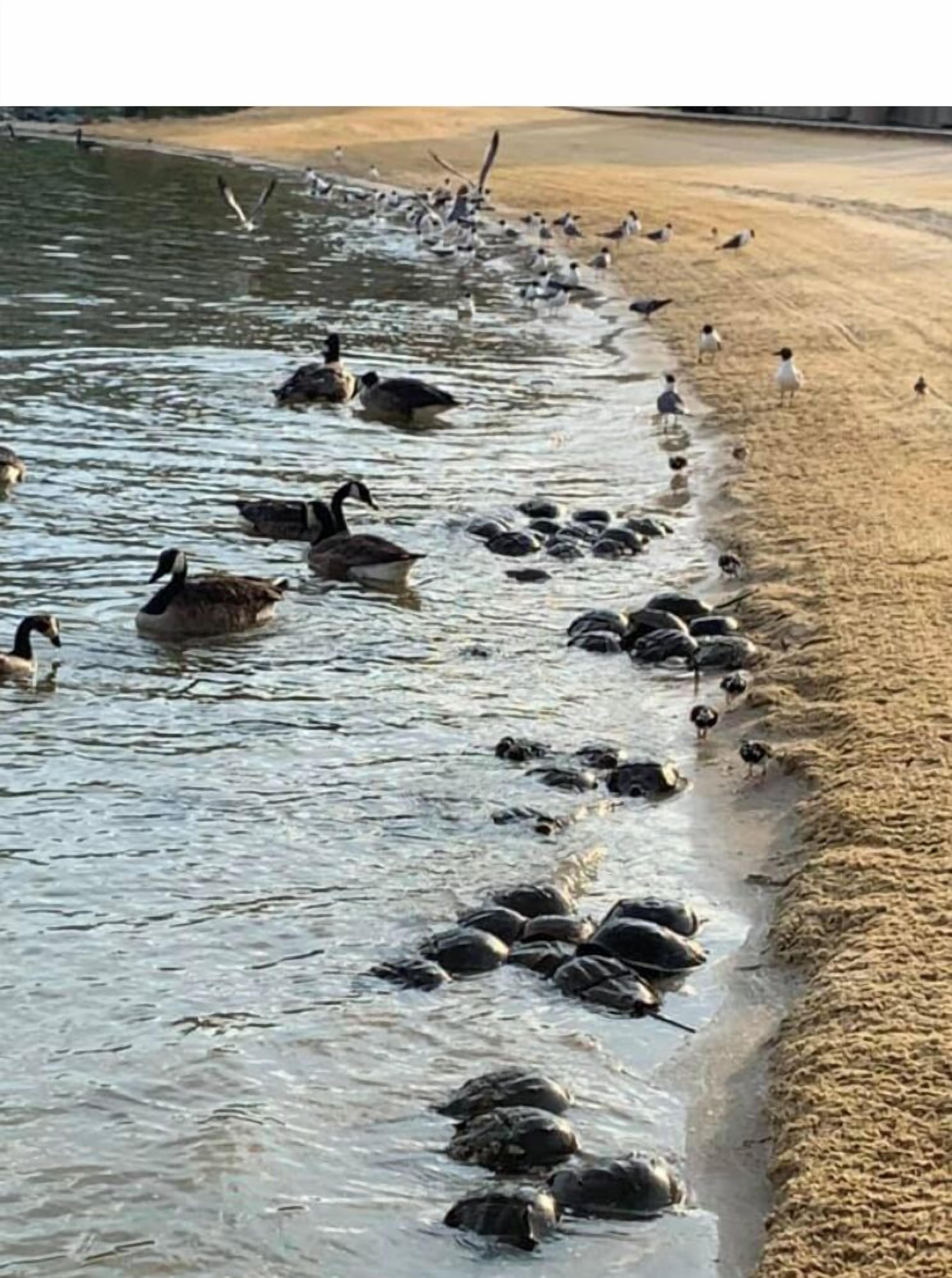 A beach with ducks and geese near the water's edge.