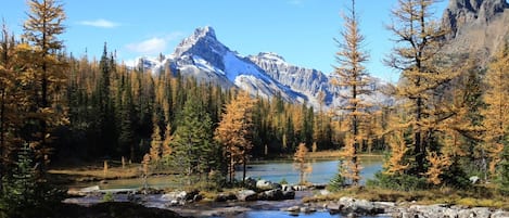 A mountainous landscape with a clear stream and coniferous trees.
