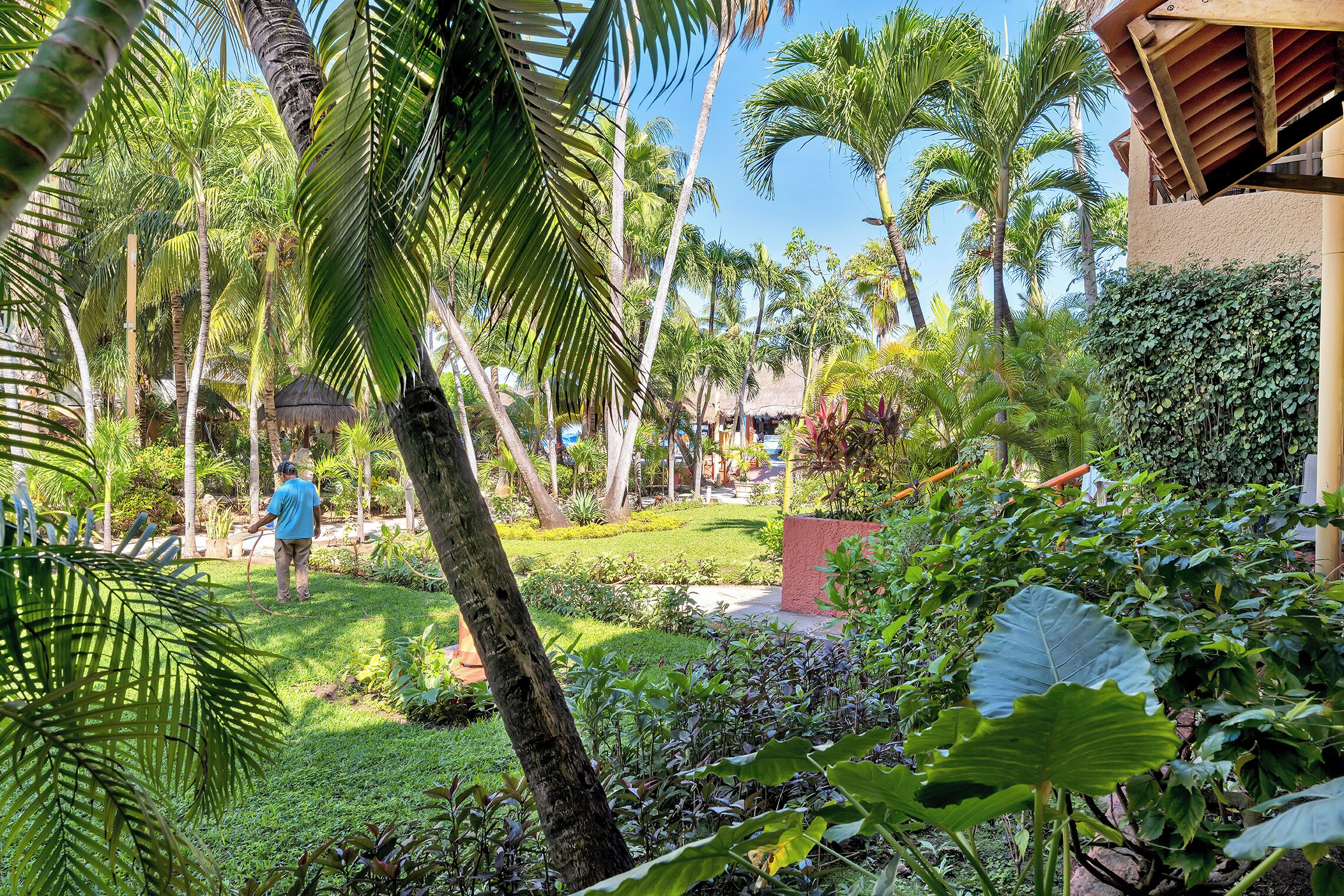 Un jardín tropical con palmeras, una estructura de techo de paja y un césped cuidado.