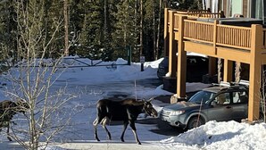 A building with a covered outdoor area, a parked car, and a moose crossing the snow-covered ground. - 2 Masters, Private Hot Tub, Superb Views - Close to WP Resort Skiing, Biking (Winter Park)