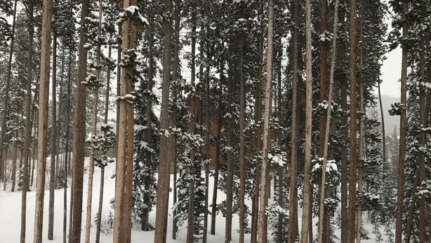 A dense forest of tall, snow-covered trees. - 2 Masters, Private Hot Tub, Superb Views - Close to WP Resort Skiing, Biking (Winter Park)
