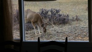 On peut voir, à travers une fenêtre, un champ où un cerf broute.