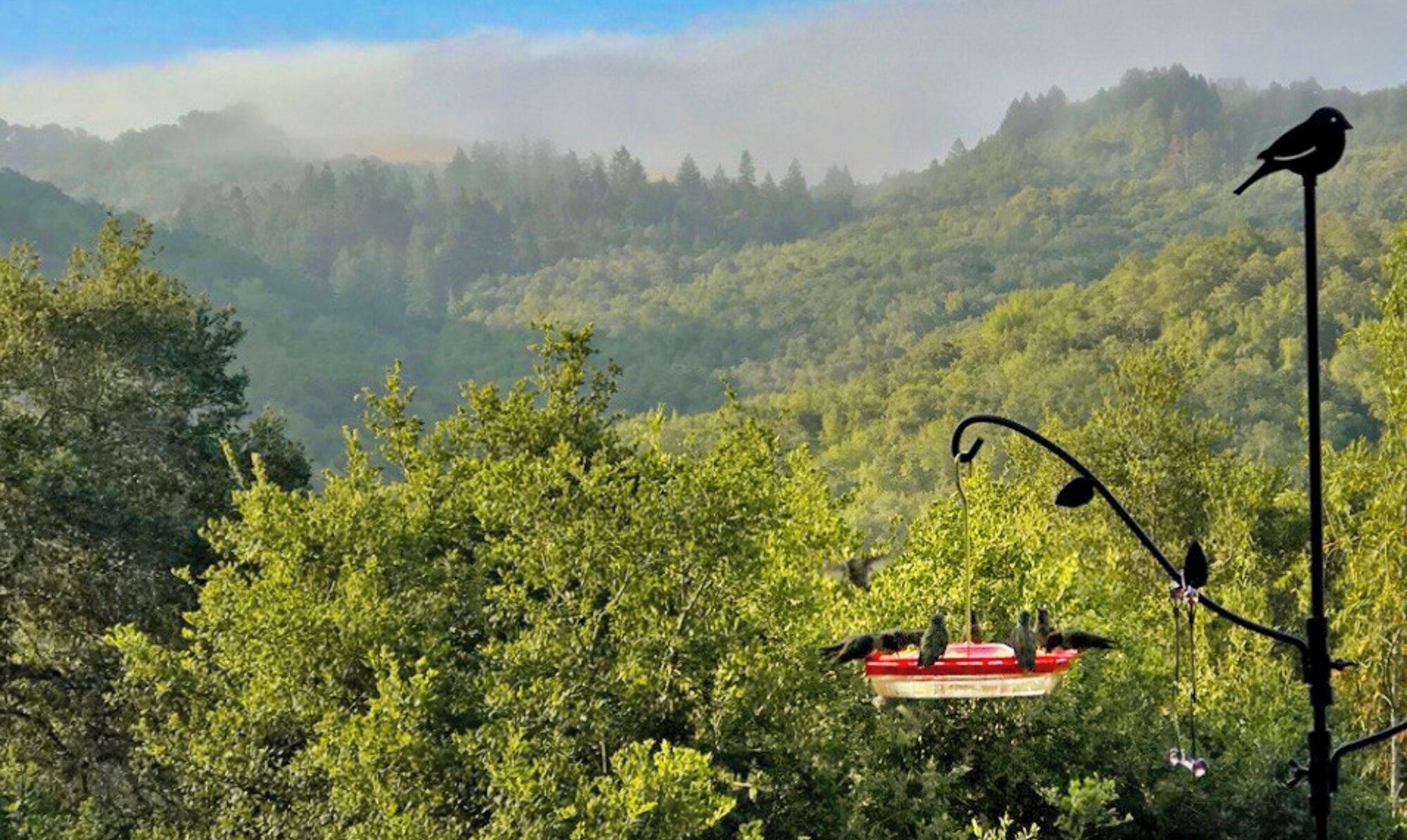 Hummies feast on the spa deck year round, this am as the fog burns off.