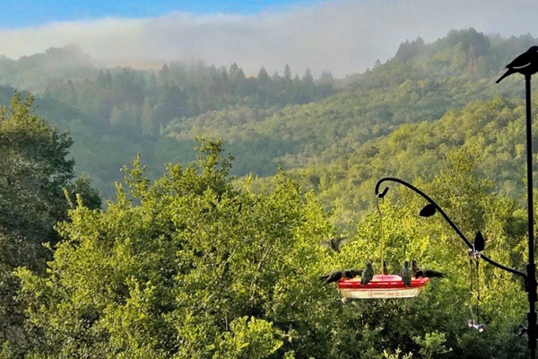 Hummies feast on the spa deck year round, this am as the fog burns off.