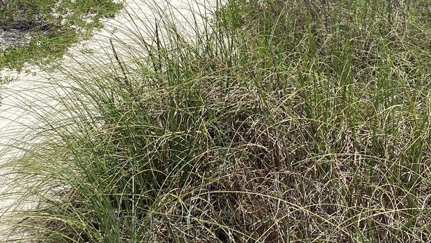 Een kustlandschap met zandduinen en schaarse begroeiing.