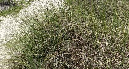 3 BR 2 BA lemmikkieläinystävällinen