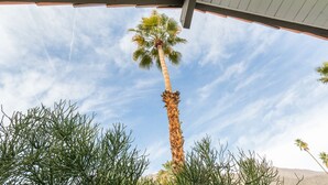 Una palmera alta con un cielo despejado al fondo.