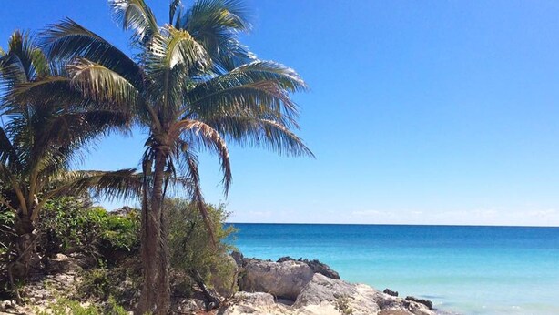 Una playa con una palmera, cielo azul despejado y mar tranquilo.