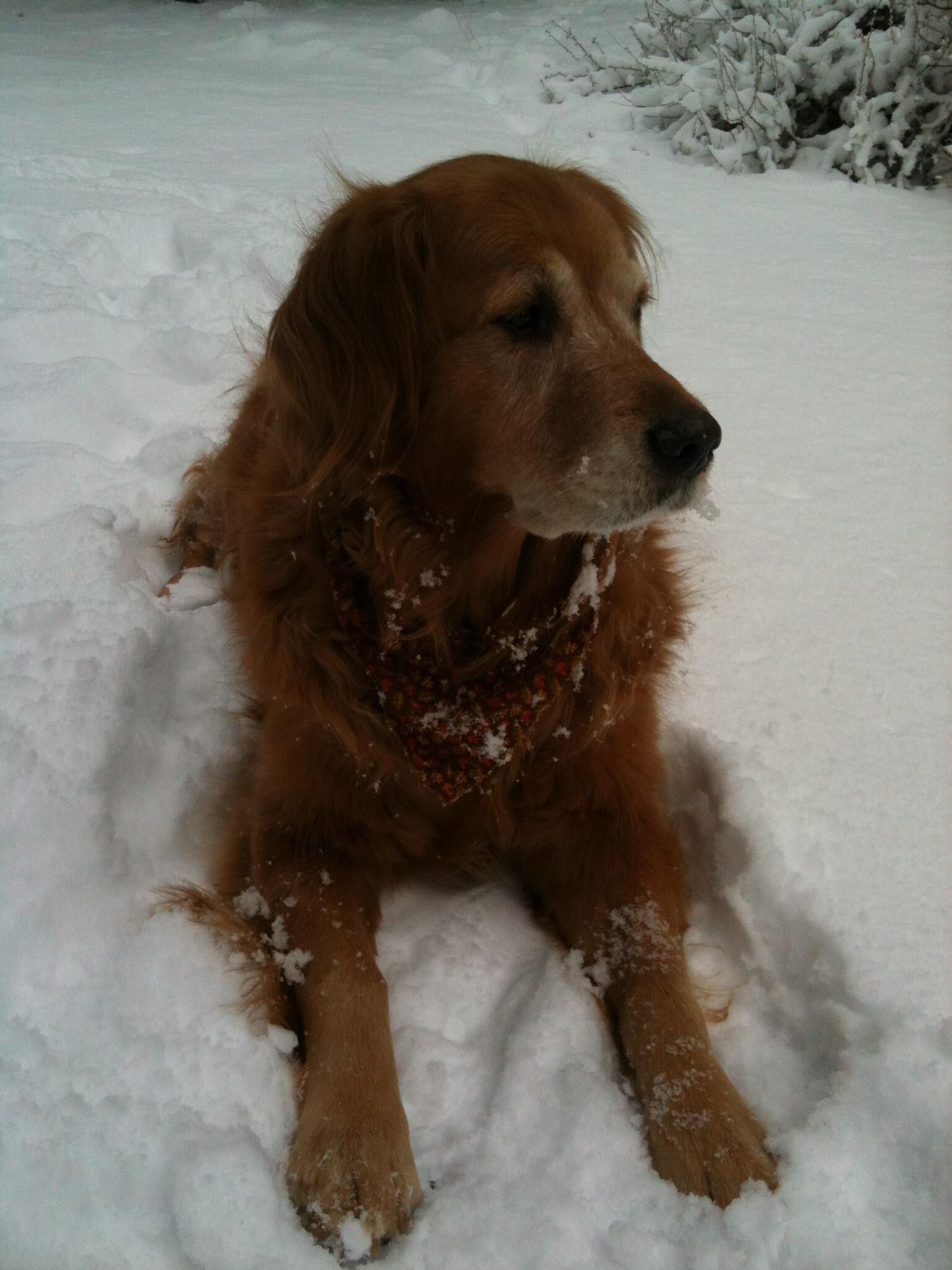Un perro acostado en la nieve.
