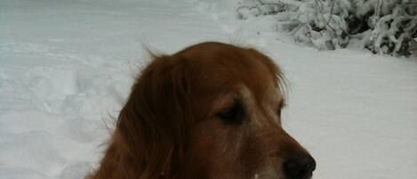 Un perro acostado en la nieve.