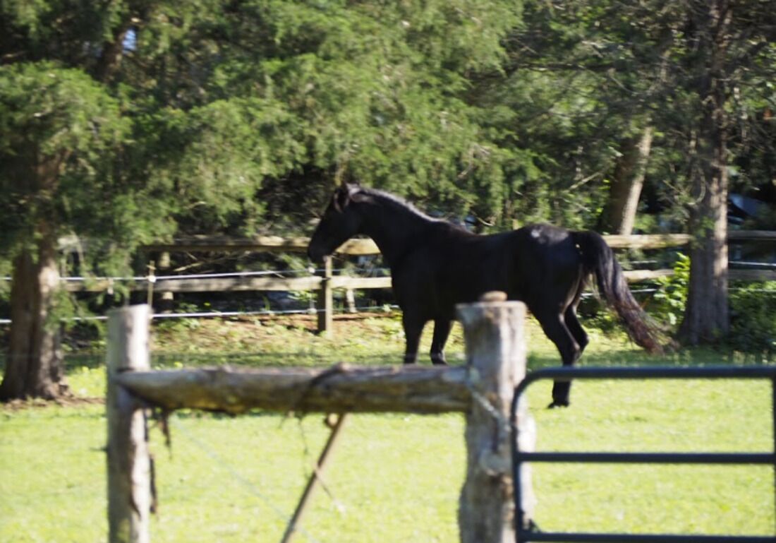 Un caballo en un área cercada con árboles al fondo.