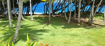 Oceanfront Cottage in Scenic 'Old Hawaii' - Off-Grid, solar-powered property.