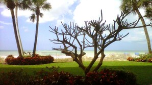 Un árbol en un área ajardinada con vista al océano y una valla blanca al fondo.