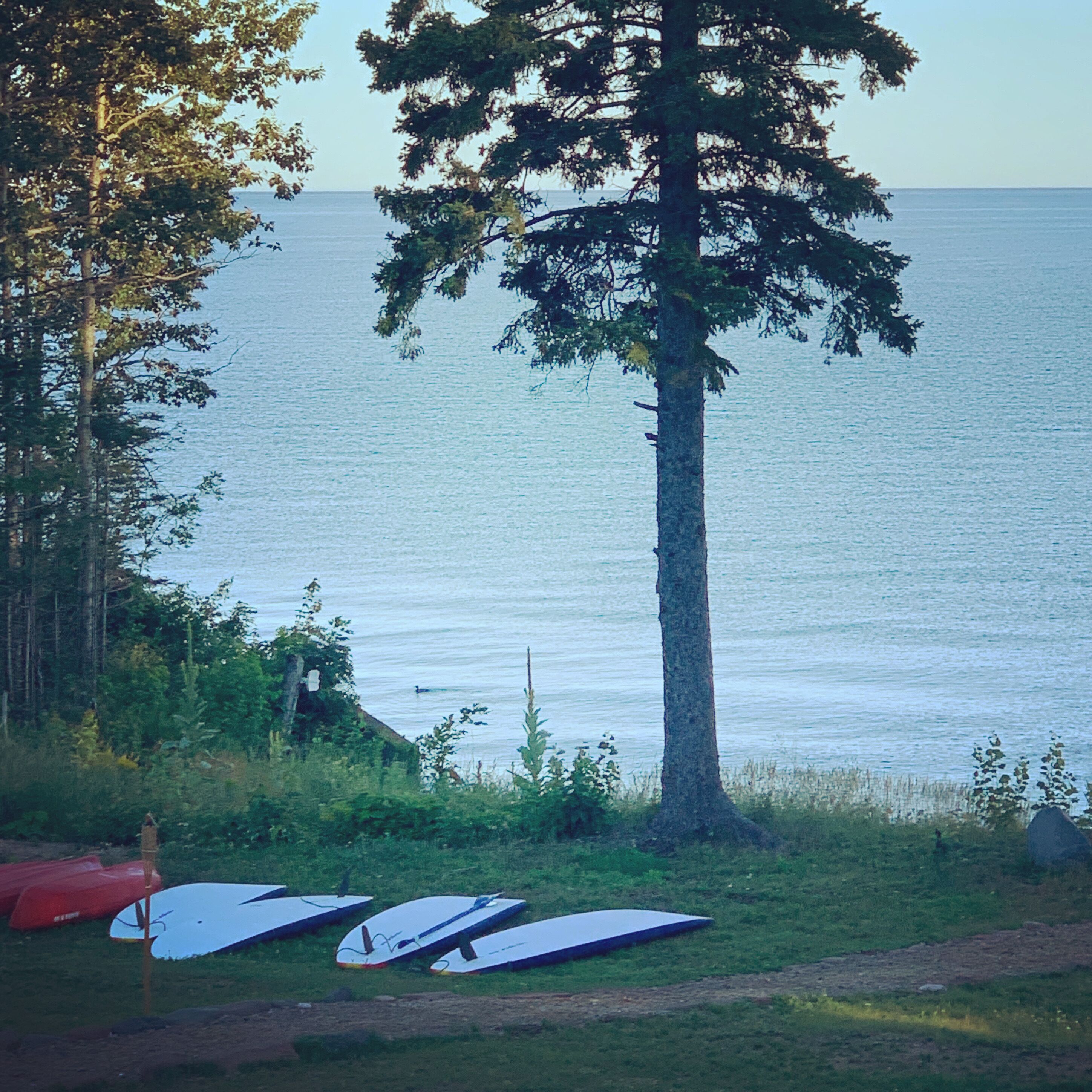A grassy area with several surfboards and a tree.