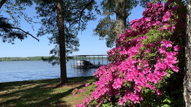 Une vue sur le lac, avec un quai, des arbres et des fleurs roses.