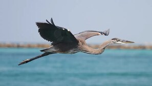 A bird in flight over a body of water.