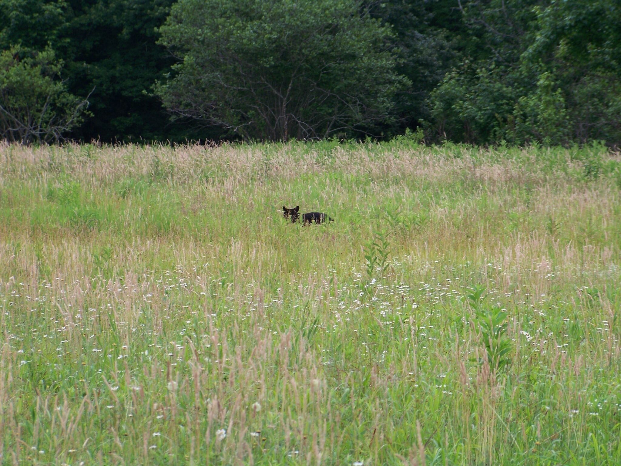 A field with tall grass and a few trees in the background.