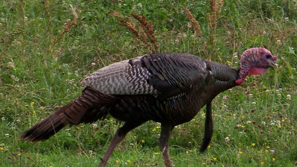 Un pavo caminando por un campo cubierto de hierba.