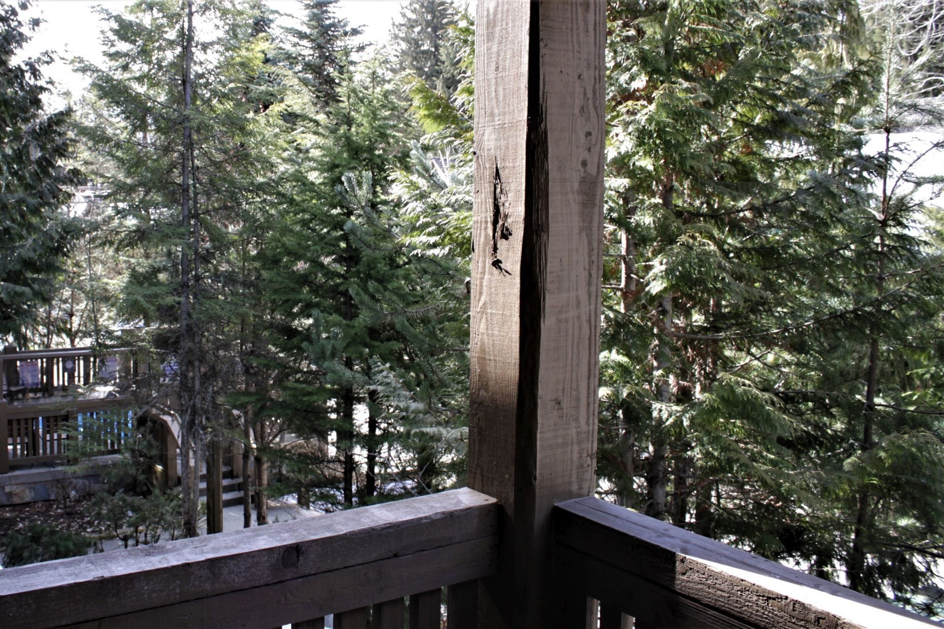 Une terrasse en bois offrant une vue sur une forêt dense de conifères.