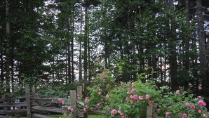 A wooden fence with pink roses in a forested area. - Come, relax, and enjoy true peace and beauty. (Milbridge)