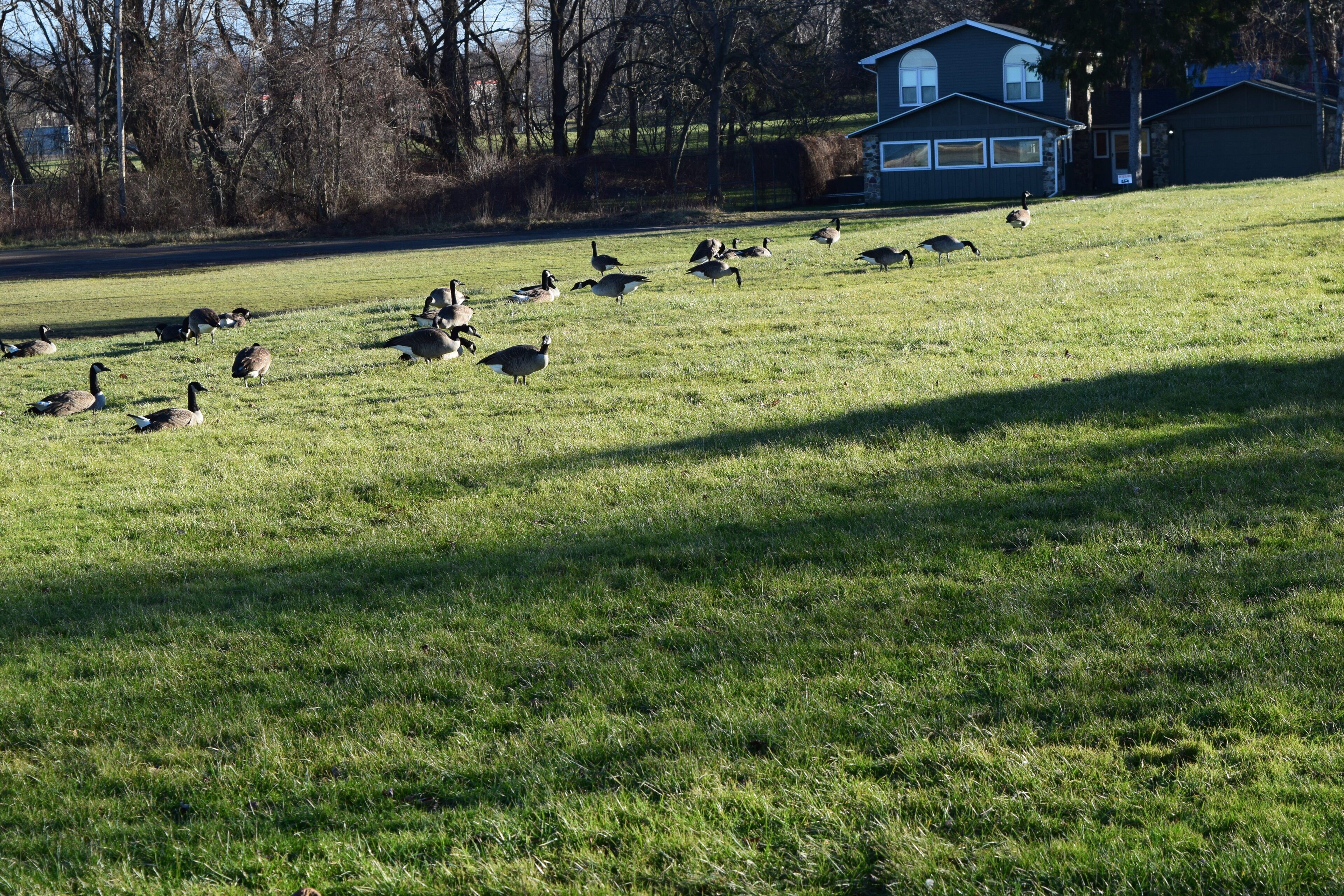 A grassy field with ducks and geese.