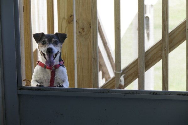A dog looking out from a window with a wooden structure in the background. - Barney's Beach House - Ocean Front Fenced in yard for dogs (Gilchrist)
