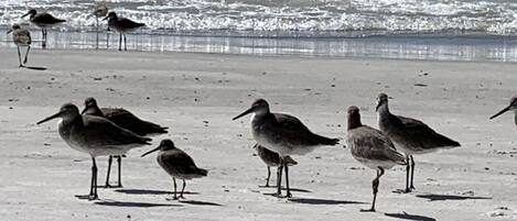 Beach nearby, sun-loungers, beach towels