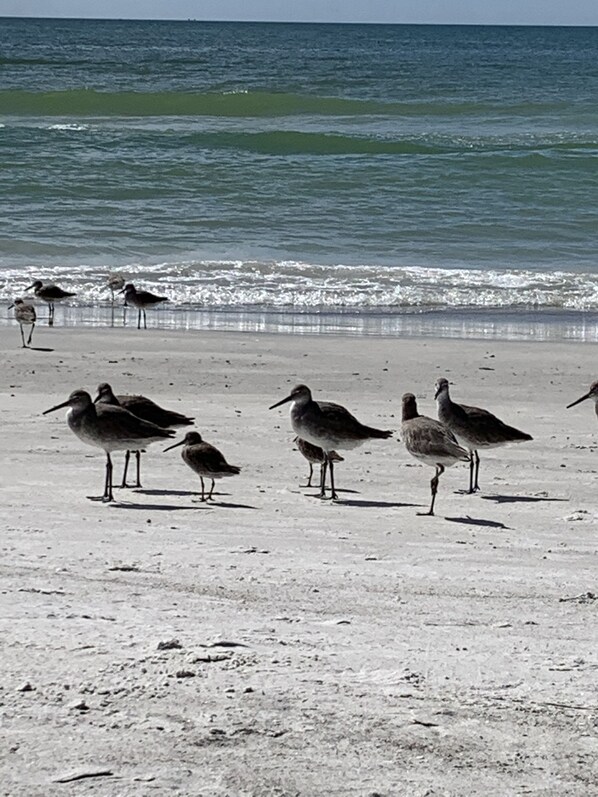 Enjoy the serene beach scene with birds standing on the sand near the water's edge.