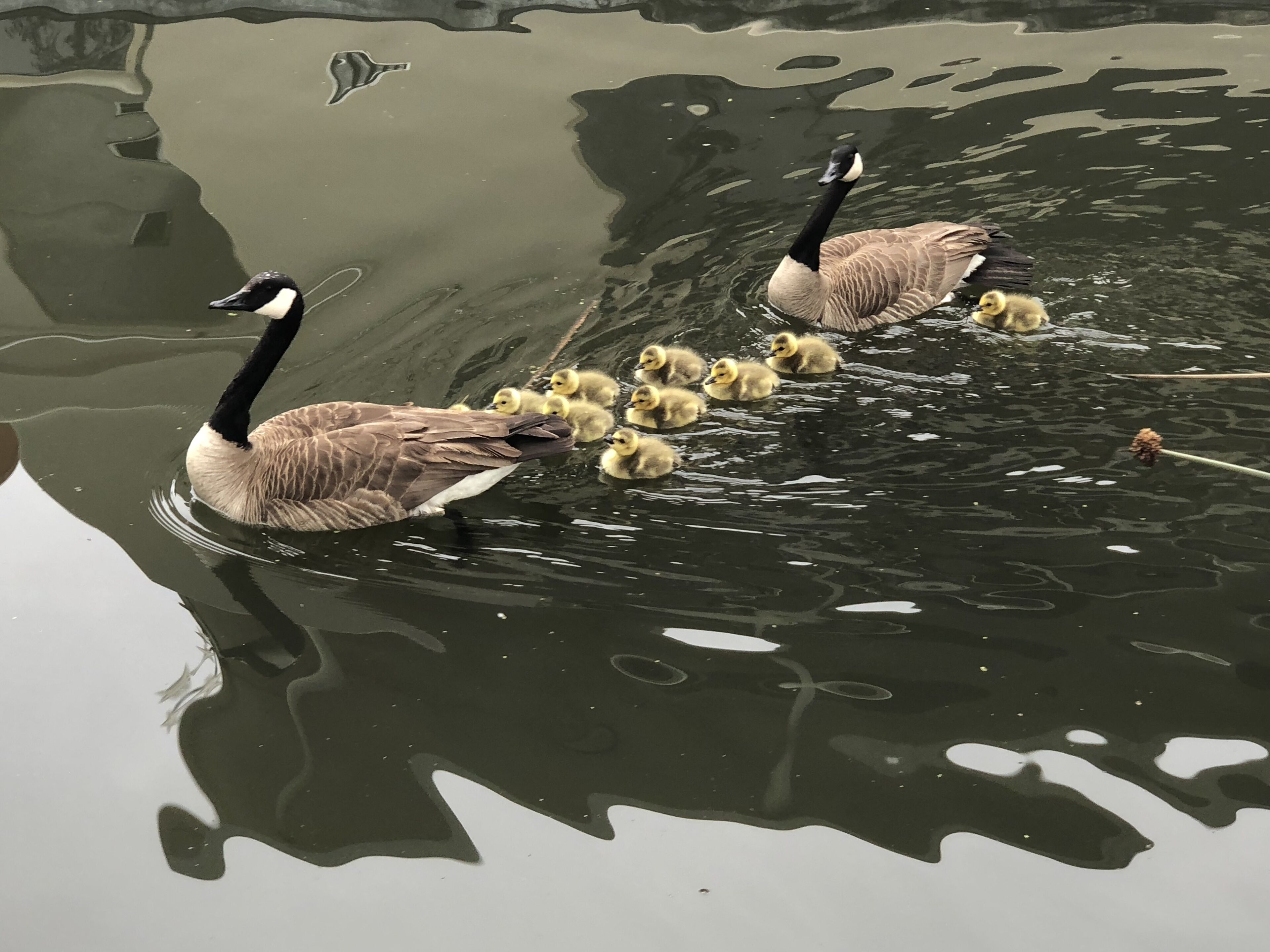 A group of geese swimming in a body of water.