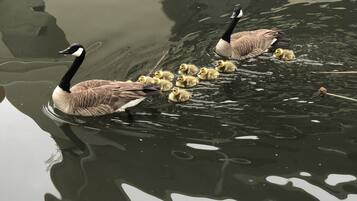 A group of geese swimming in a body of water.
