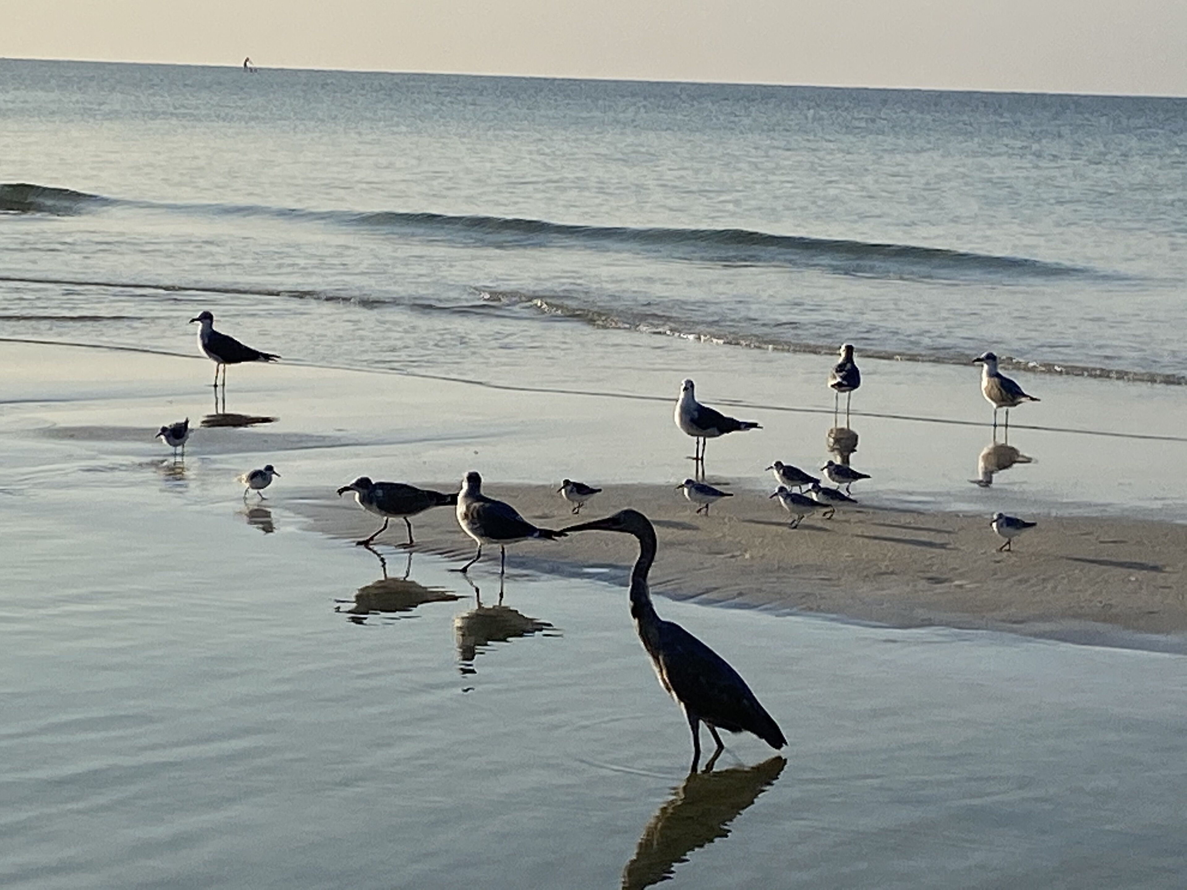 Una spiaggia con gabbiani e un grande uccello, probabilmente un airone, che sta in acque basse.