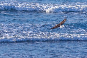 Sur la plage, chaise longue
