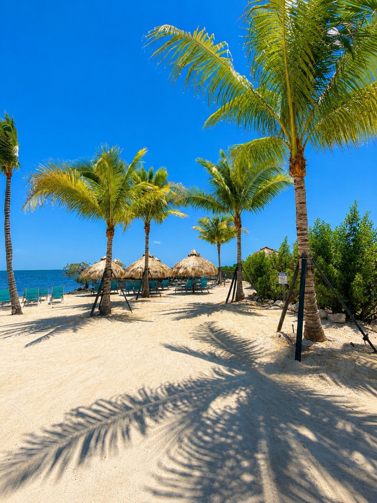 Uma praia com palmeiras, guarda-sóis de palha e cadeiras de praia.