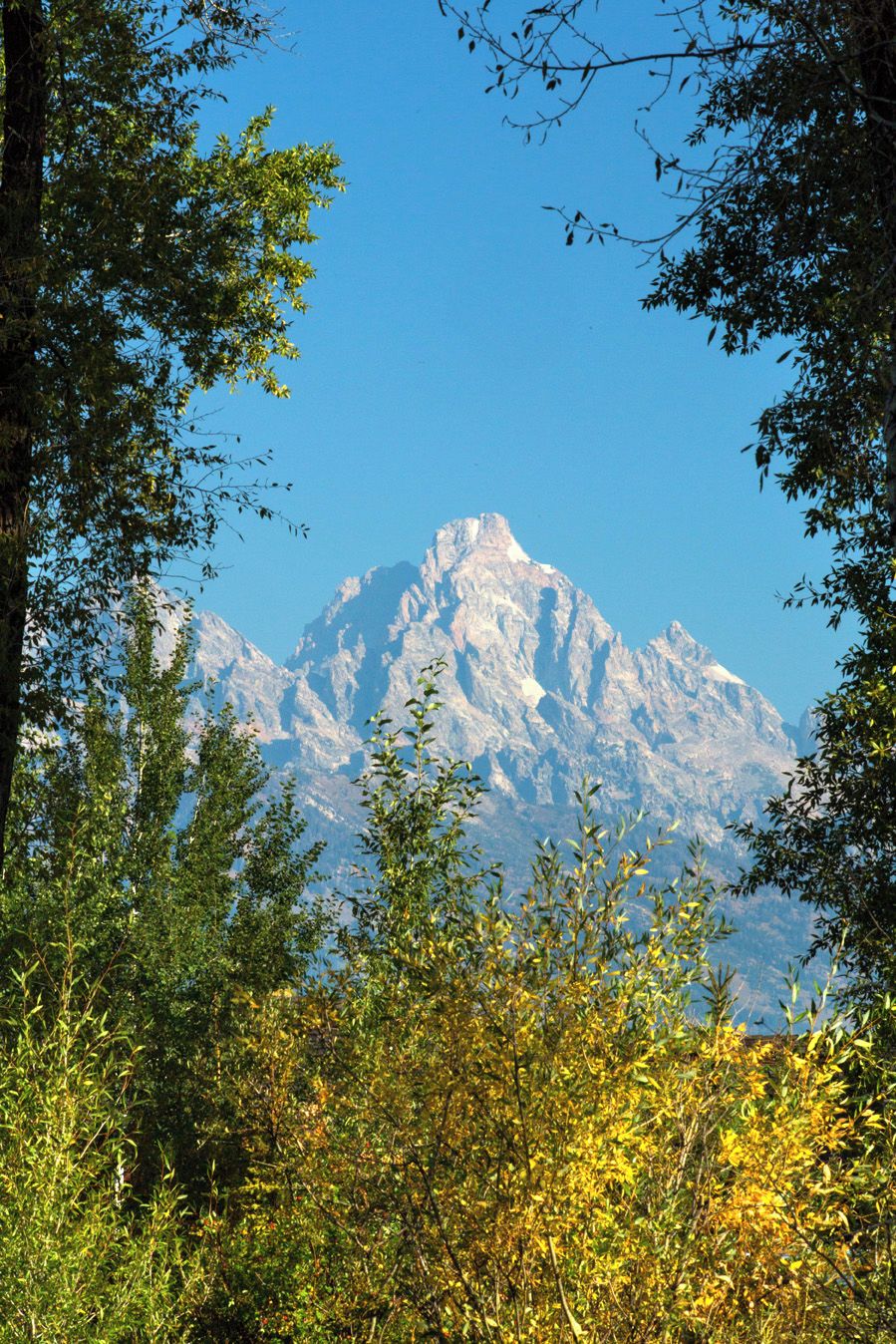 Een berg met heldere lucht, omringd door bomen.