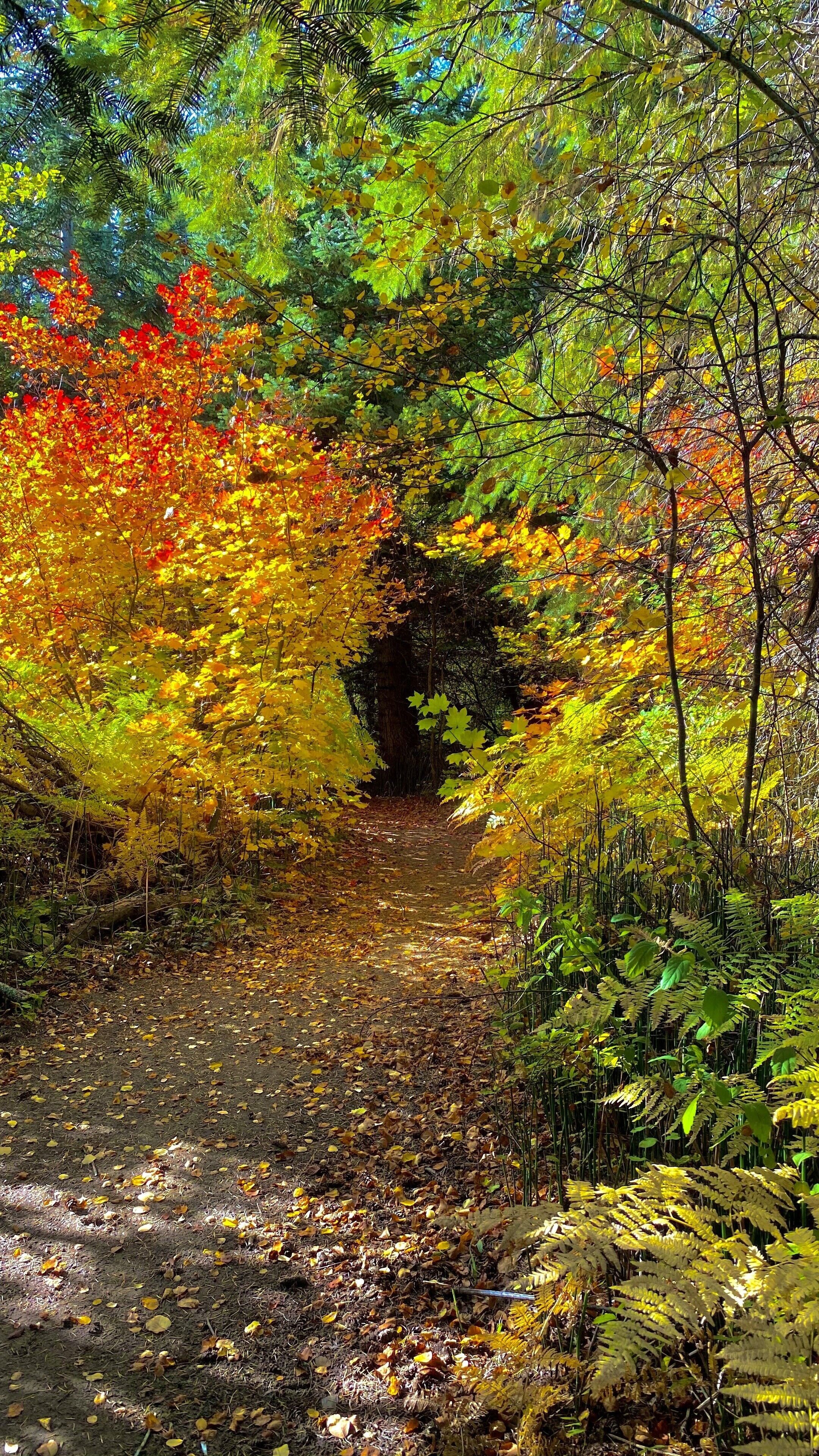 The trails are always enchanting — especially during the fall.