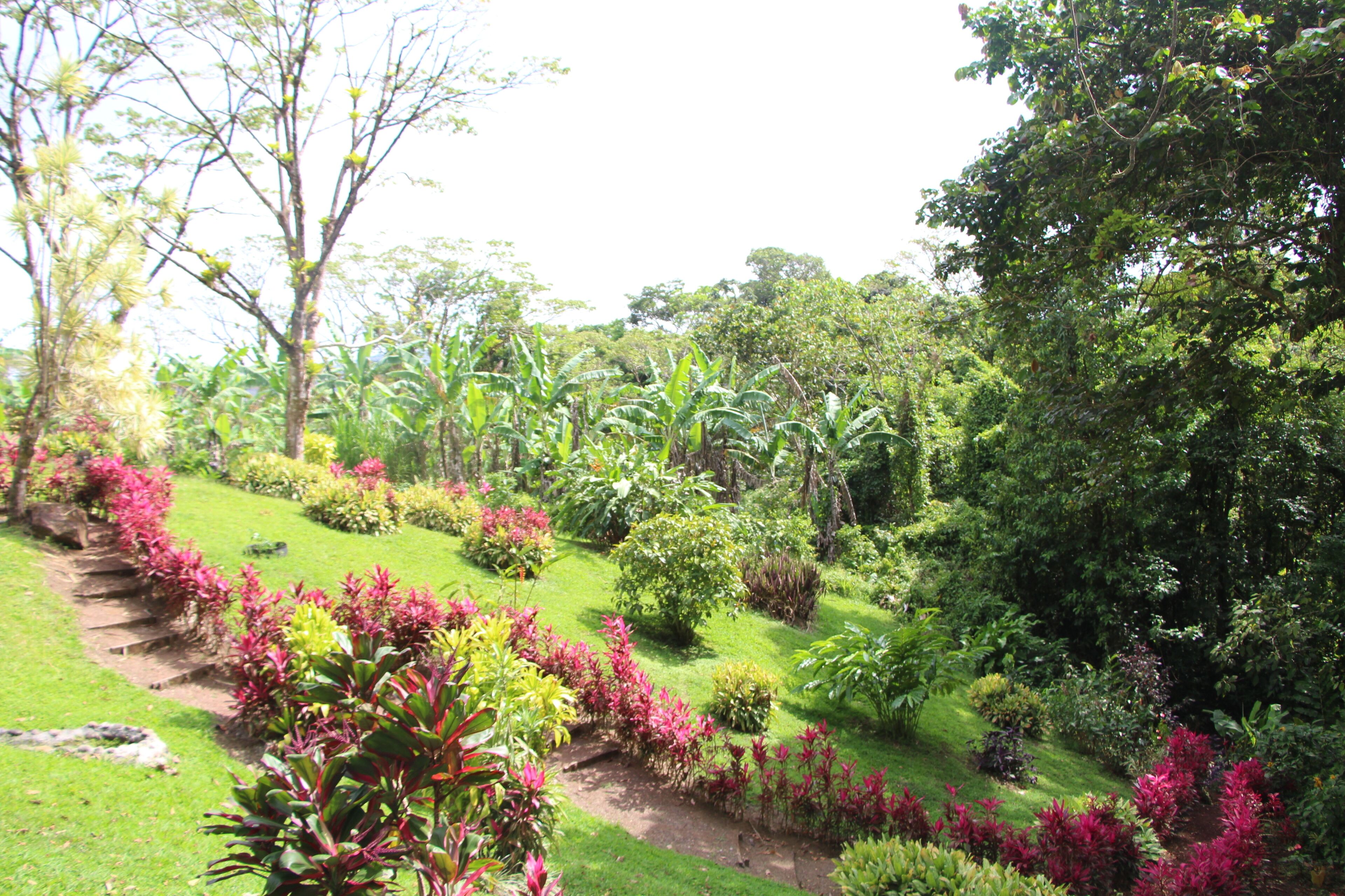 A garden with a variety of plants and trees, a pathway, and a small pond.