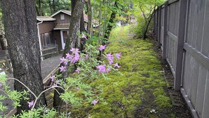 A narrow pathway lined with trees and purple flowers, leading to a wooden fence and a building with a sloped roof. - Pine Creek Treehouse (Gaines)