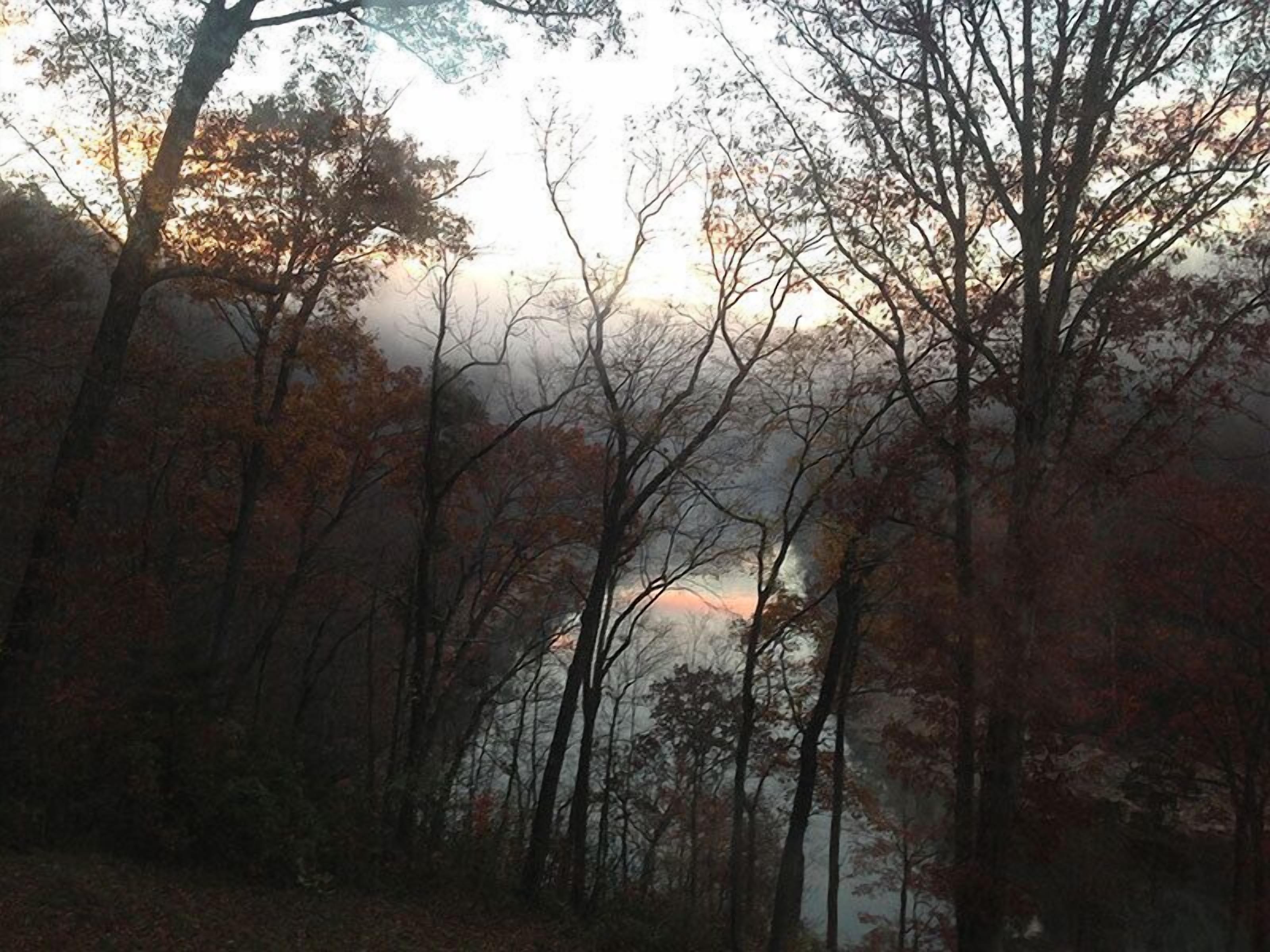 Un bosque con árboles altos y una vista del cielo.