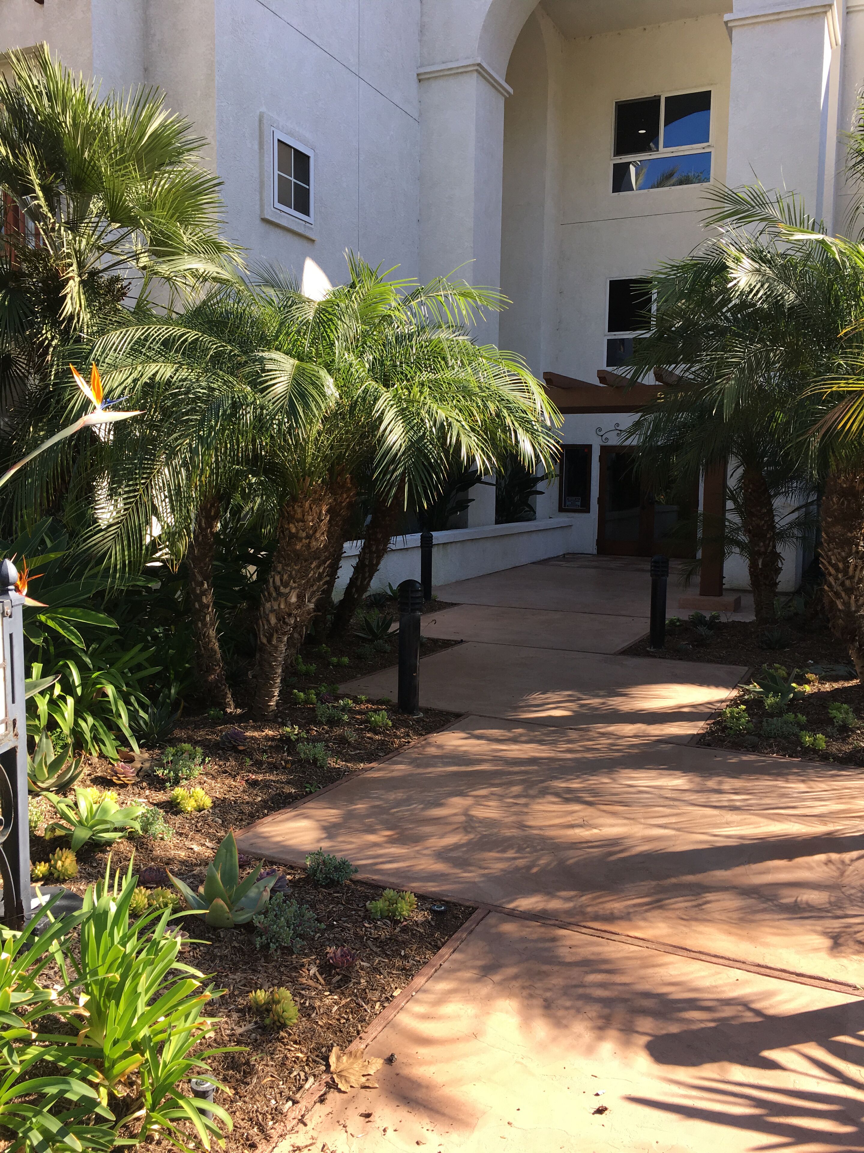 A courtyard with palm trees, a concrete pathway, and a building with arched windows.