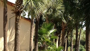 A pathway flanked by palm trees and a building with a beige facade.