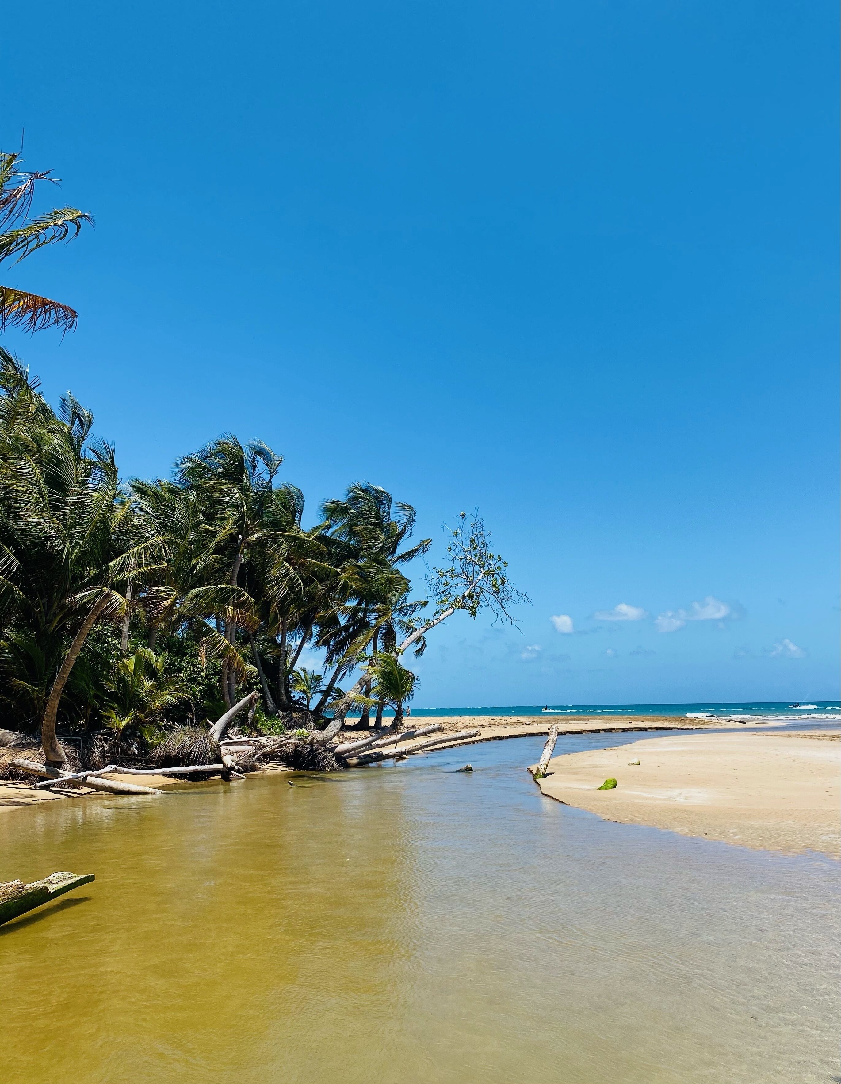 Una playa con cielo azul despejado, palmeras y agua tranquila.