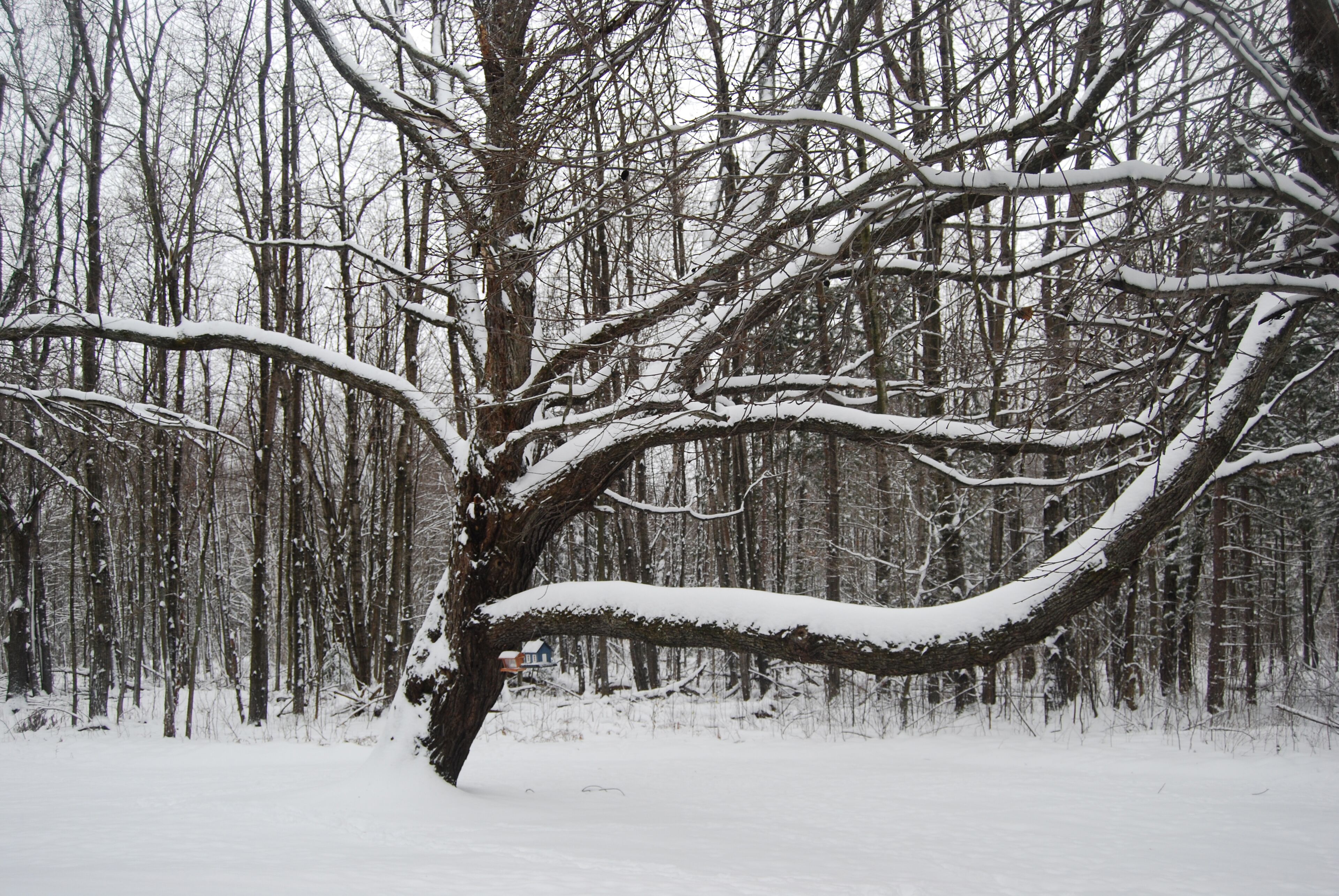 Sports d’hiver