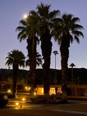 A row of tall palm trees in front of a building with a lit interior, suggesting a warm evening setting.