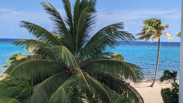 Una playa con palmeras y vista al océano.