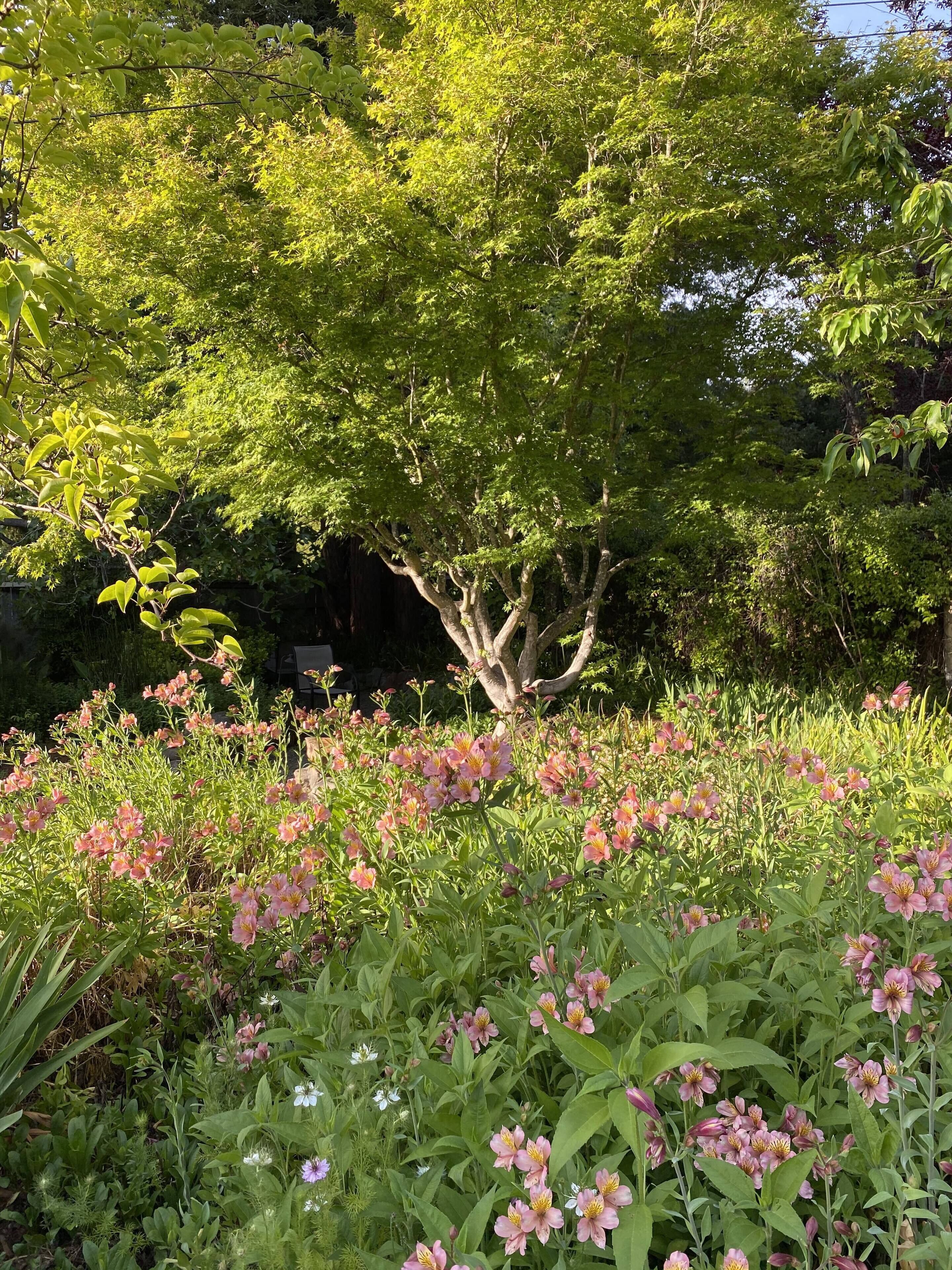 Enjoy the field of flowers and fruit trees in the front garden. 