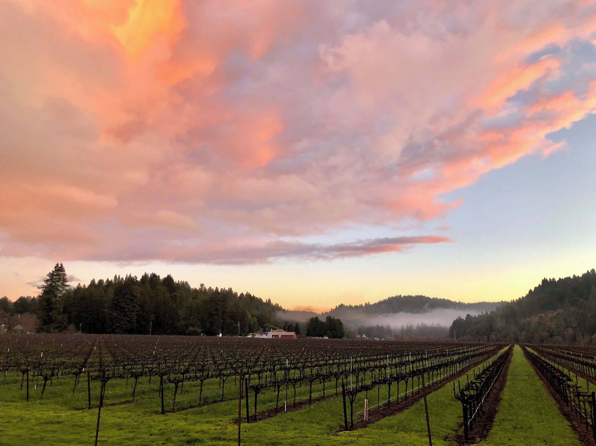 Walk your dog and watch the sunset over vineyards around the corner