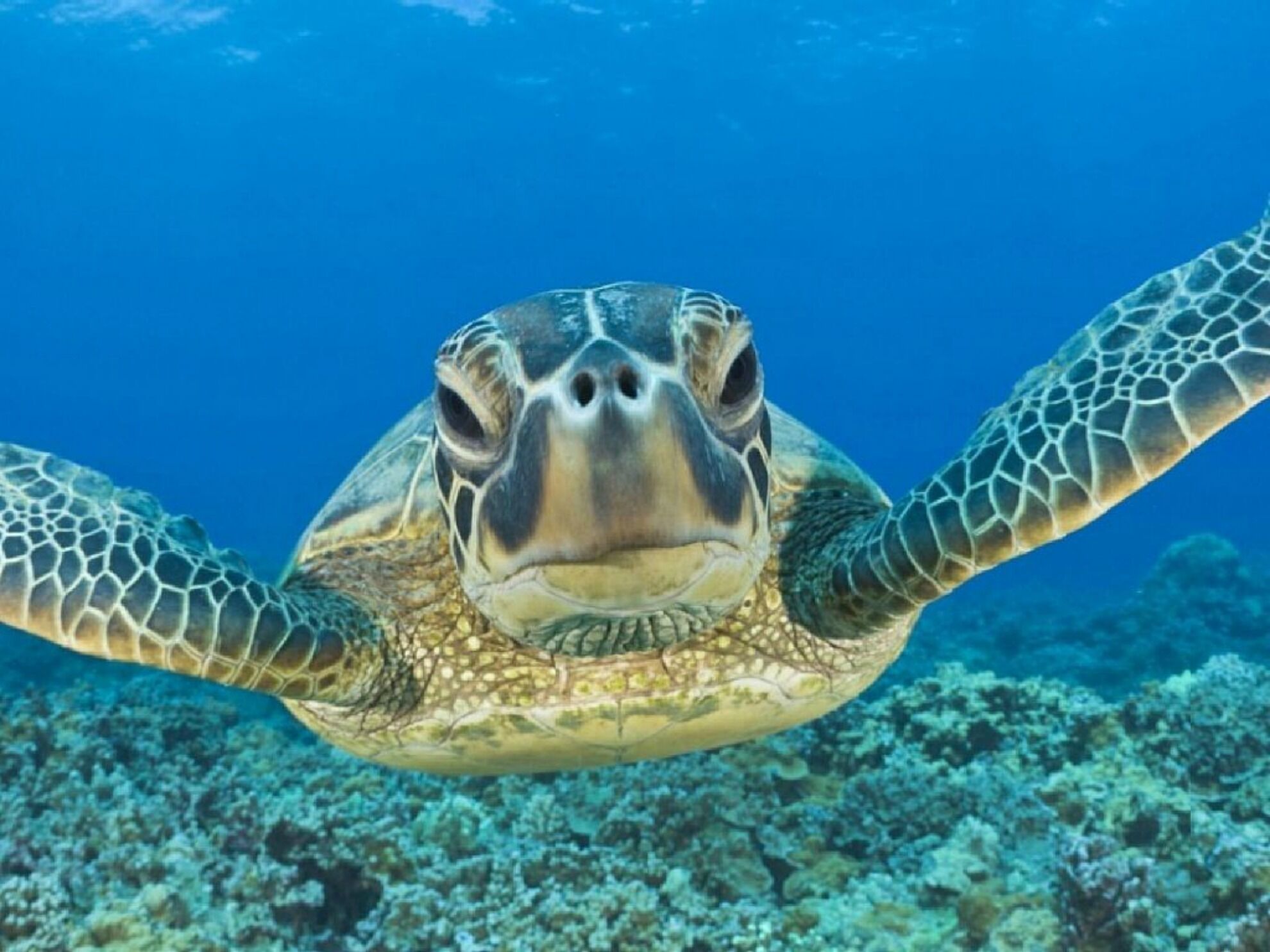 Papakea RESORT! - RENOVATED unit, GROUND FLOOR & steps to BEACH, POOL & BBQ - Photo 21