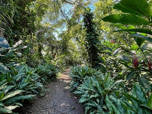 A garden path surrounded by lush greenery and tropical plants.