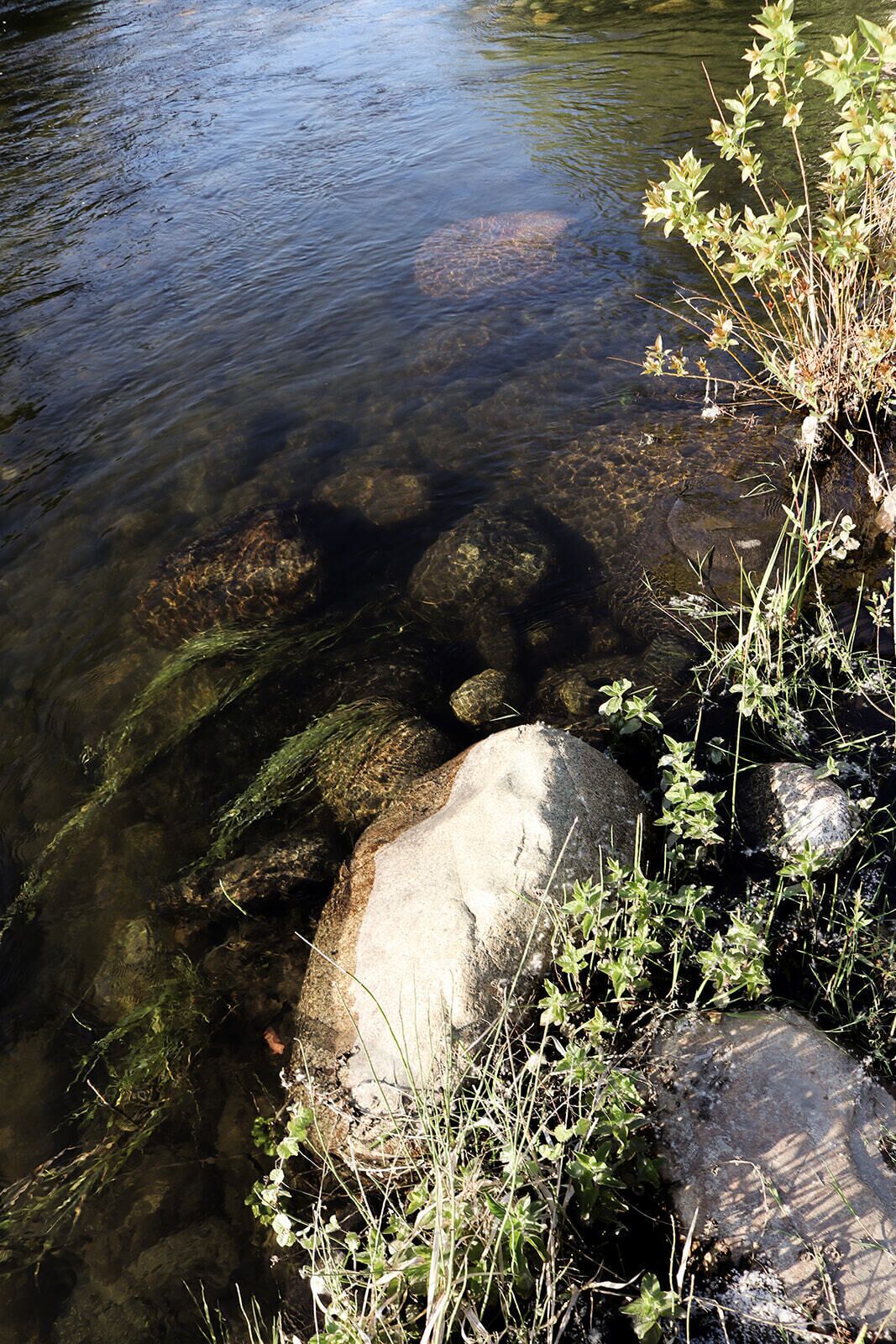 A clear stream with rocks and vegetation.